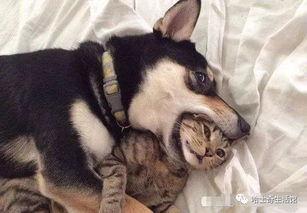 二狗爆料谢航视频大全集,谢航视频大全集深度解析 第1张 二狗爆料谢航视频大全集,谢航视频大全集深度解析 第1张