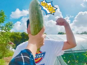 所有吃瓜网红是谁,全网热议的“吃瓜网红”阵容大起底 第3张 所有吃瓜网红是谁,全网热议的“吃瓜网红”阵容大起底 第3张